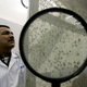 An expert observes fruit flies at the Agrarian Health Service in Lima, Peru.